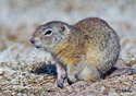 Spermophilus beldingi